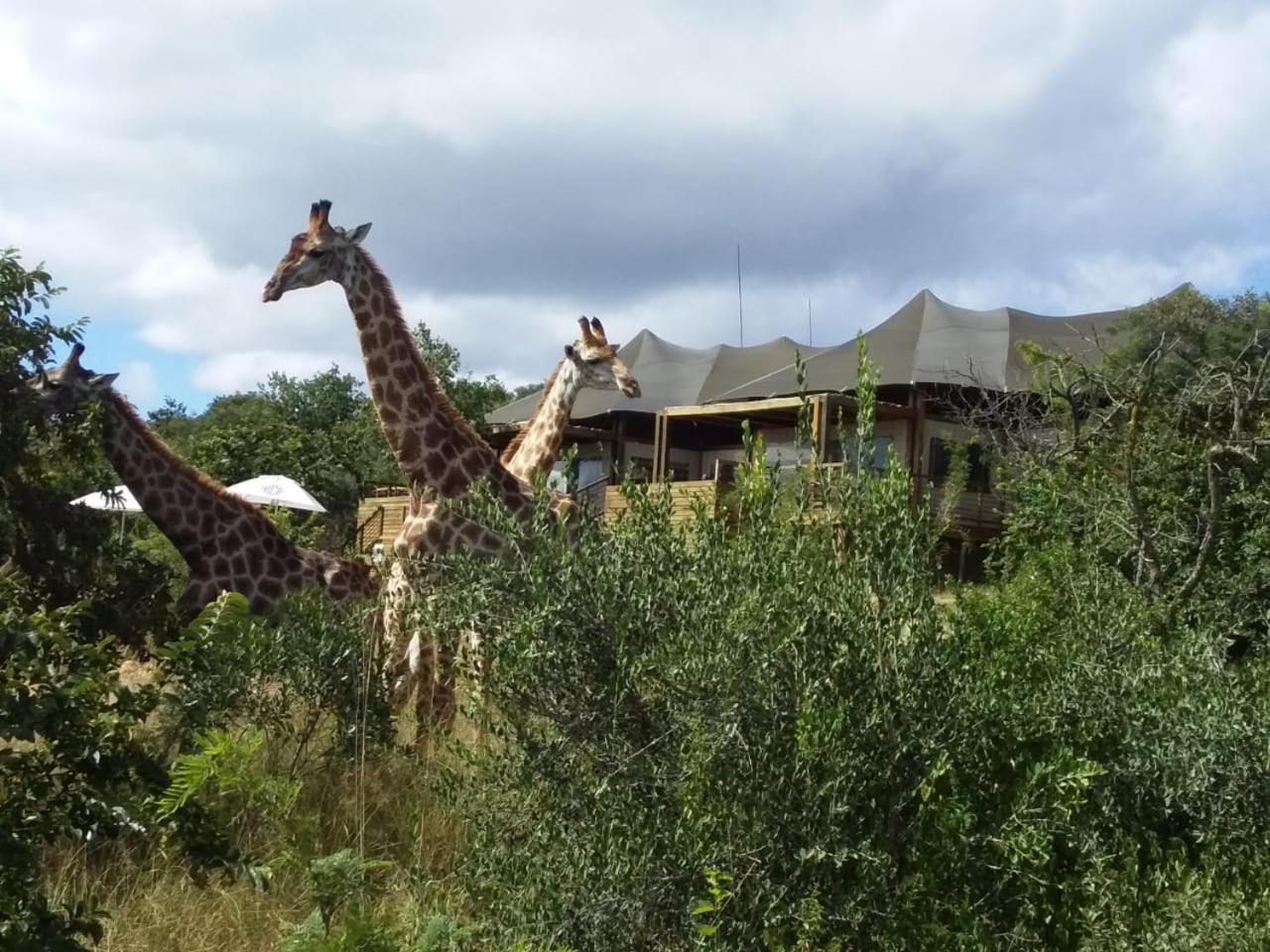 Ndhula Luxury Tented Lodge White River Exteriör bild