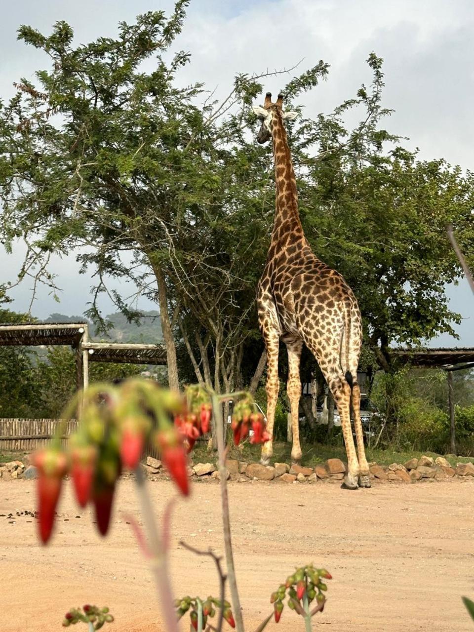 Ndhula Luxury Tented Lodge White River Exteriör bild